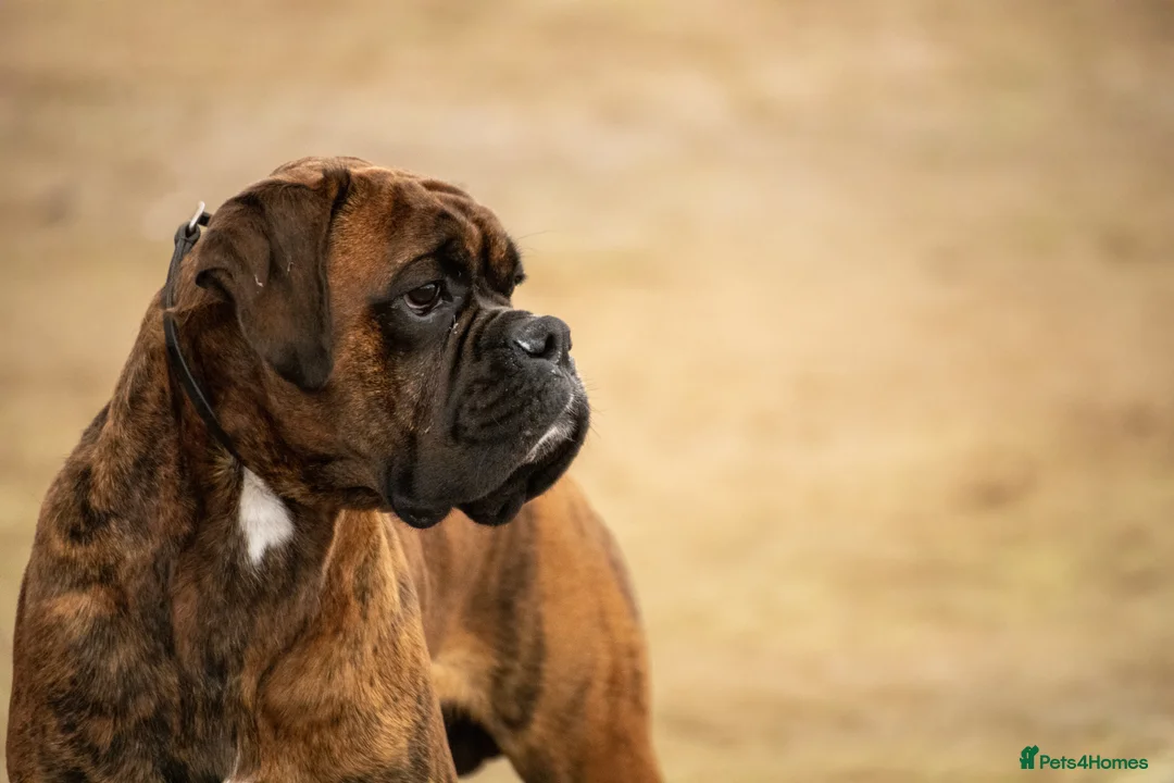 Boxer dogs for stud: Champion lined boxer for stud in Colwyn Bay - Advert 2