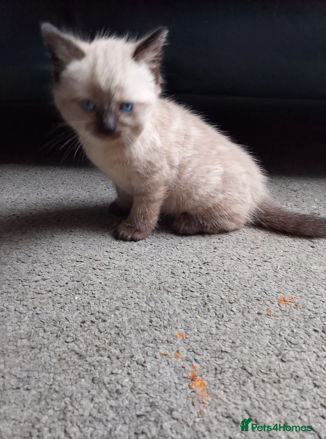 British Shorthair cats for sale: 2 cream girls in Nottingham - Advert 2