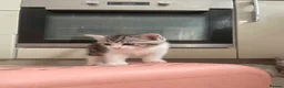 Mixed Breed cats for sale: Half BSH kittens  in Thornton Heath - Advert 16