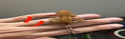 Gecko reptiles for sale: 12 x Crested Gecko babies - Advert 4