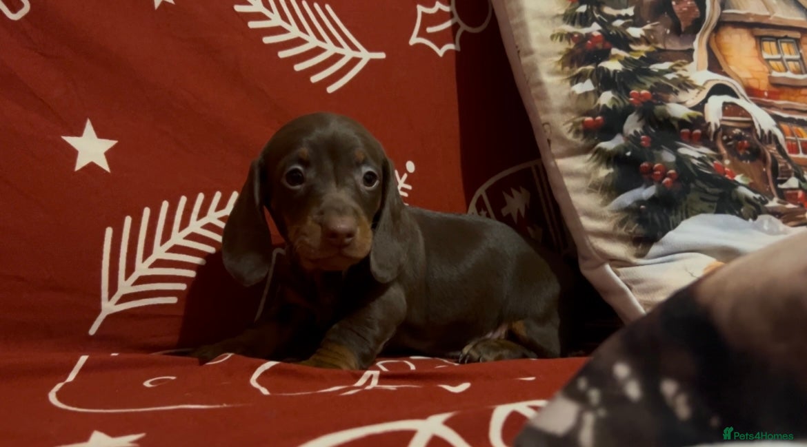 Miniature Dachshund dogs Last females Miniature Dachsunds - Advert 5