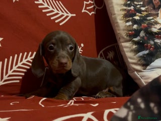 Miniature Dachshund dogs Last females Miniature Dachsunds - Advert 2