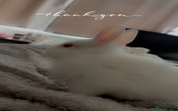 Netherland Dwarf rabbits for sale: adorable male bunny for sale with accessories! - Image 5