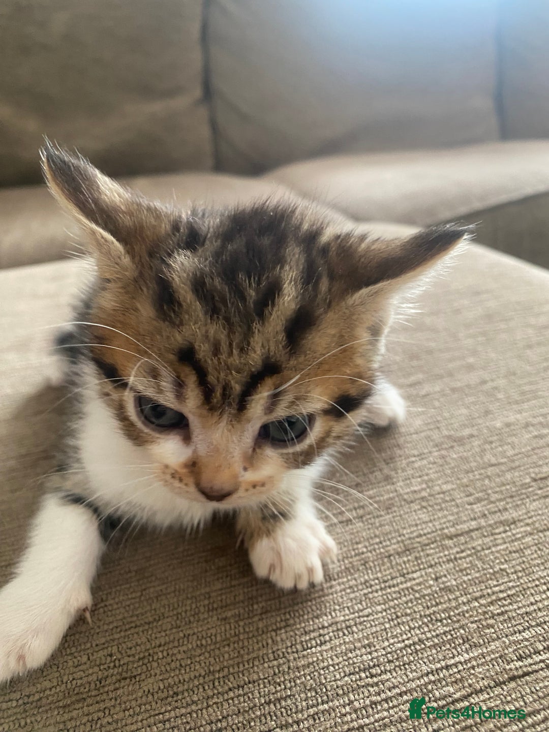Mixed Breed cats for sale: Mixed breed 7 Kittens, 5 males and 2 female  - Image 9
