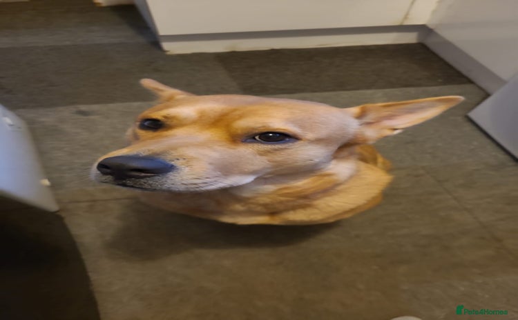 Mixed Breed dogs - Advert 15