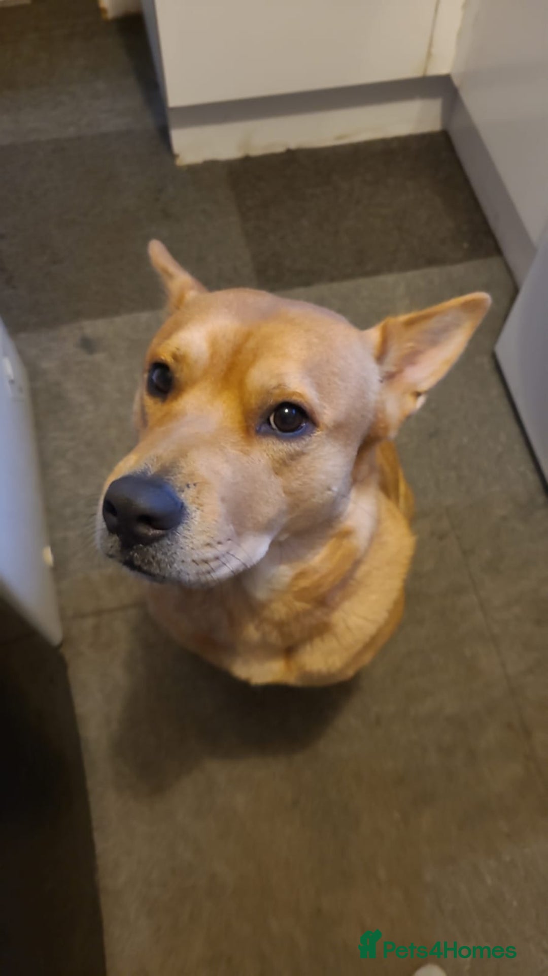 Mixed Breed dogs for sale: Female chow x lab - Image 1