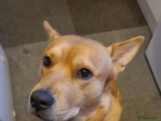 Mixed Breed dogs - Advert 18