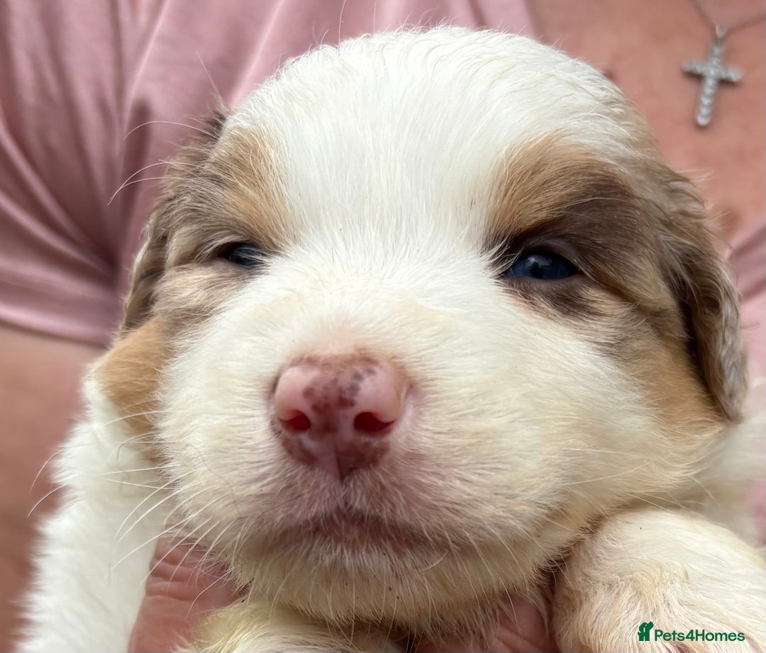 Australian Shepherd dogs for sale: Beautiful pedigree Australian shepherd puppies  - Image 4