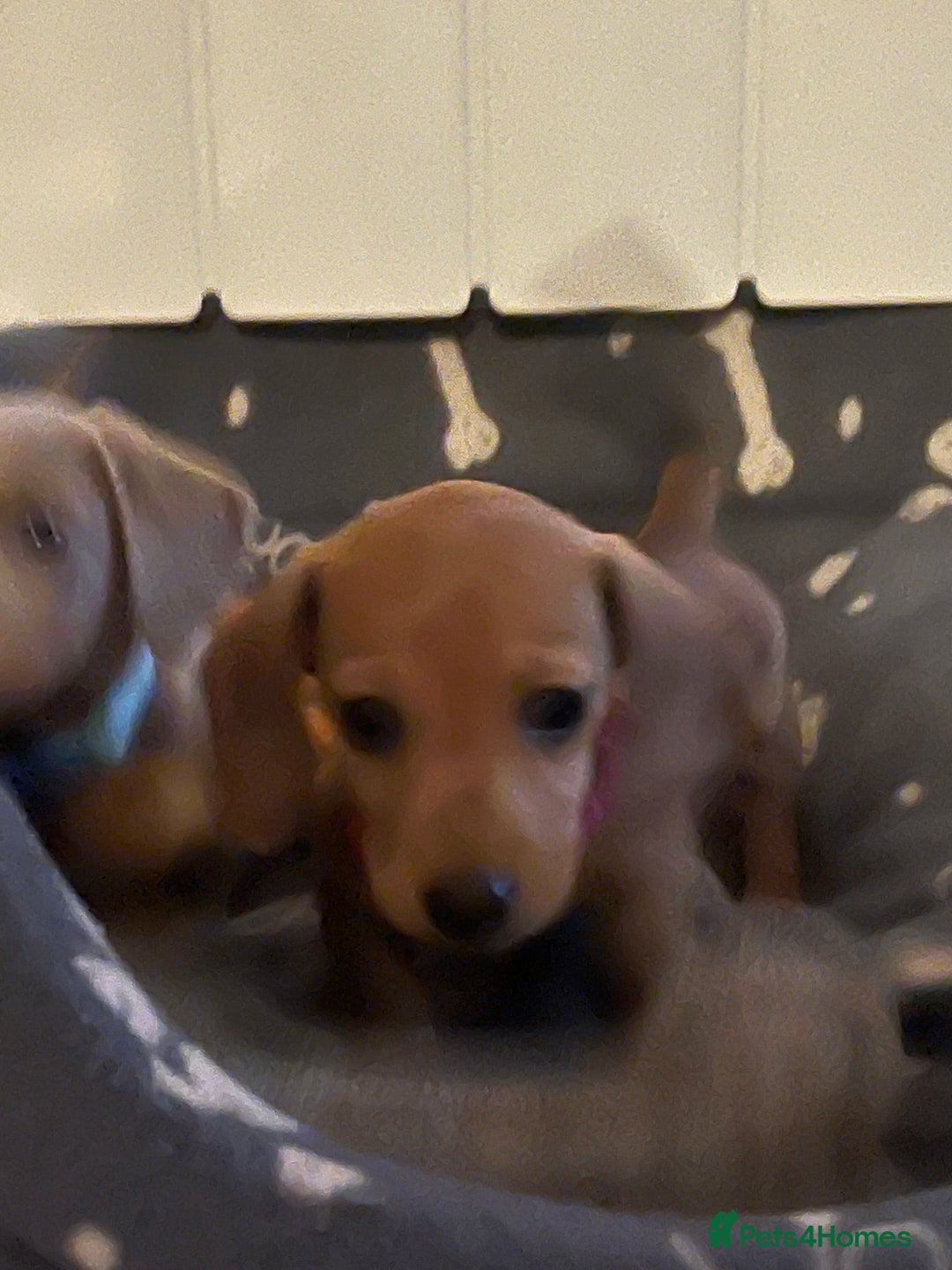 Miniature Dachshund dogs for sale: Beautiful miniature sausage dog puppies - Image 2