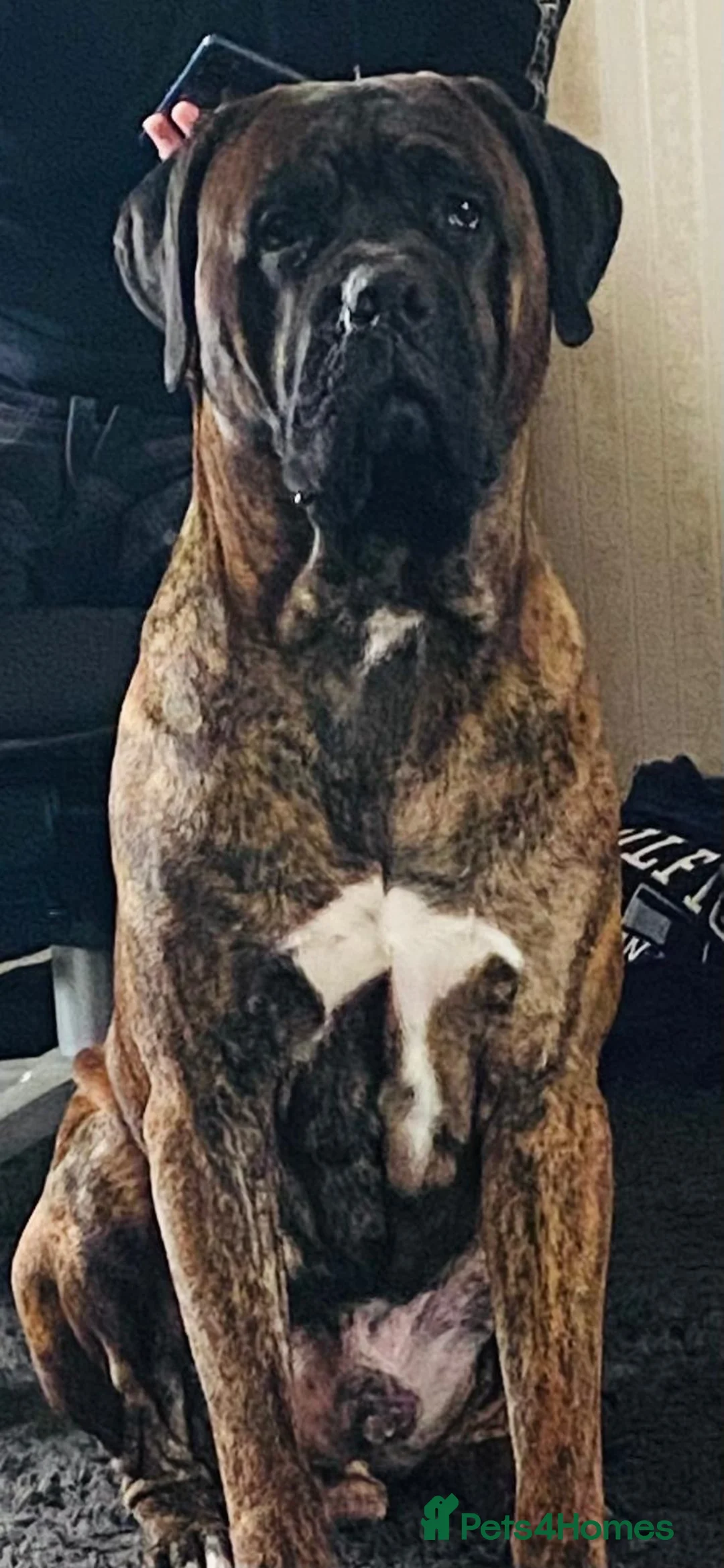 Cane Corso dogs for sale: Pure breed Cane Corso puppy’s  in Bristol - Advert 2