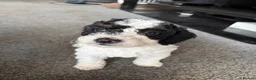 Cockapoo dogs for sale: 2x F2 cockapoos for sale - Advert 4
