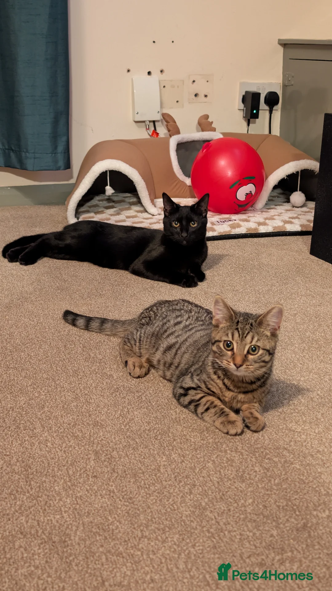 Mixed Breed cats for sale: A cat couple looking for new home in Nottingham - Advert 5