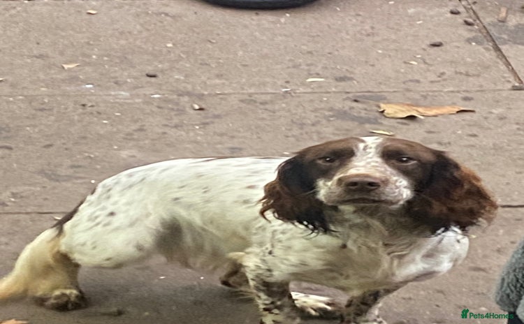 English Springer Spaniel dogs - Advert 1