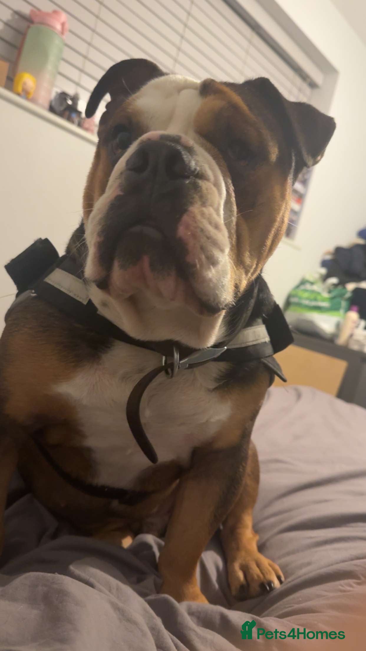 English Bulldog dogs Loving English Bulldog - Advert 2