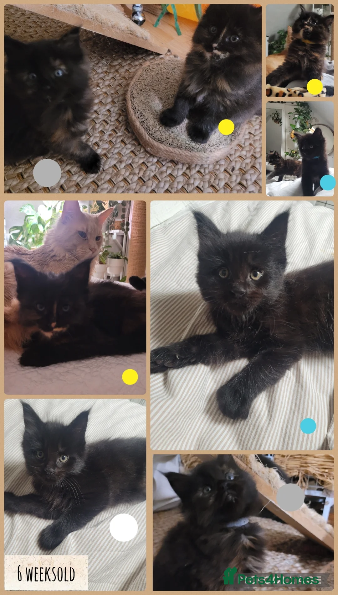 Maine Coon cats for sale: 🐾🐈‍⬛GORGEOUS 6 WEEK OLD MAINE COON KITTENS🐈‍⬛🐾 - Advert 14