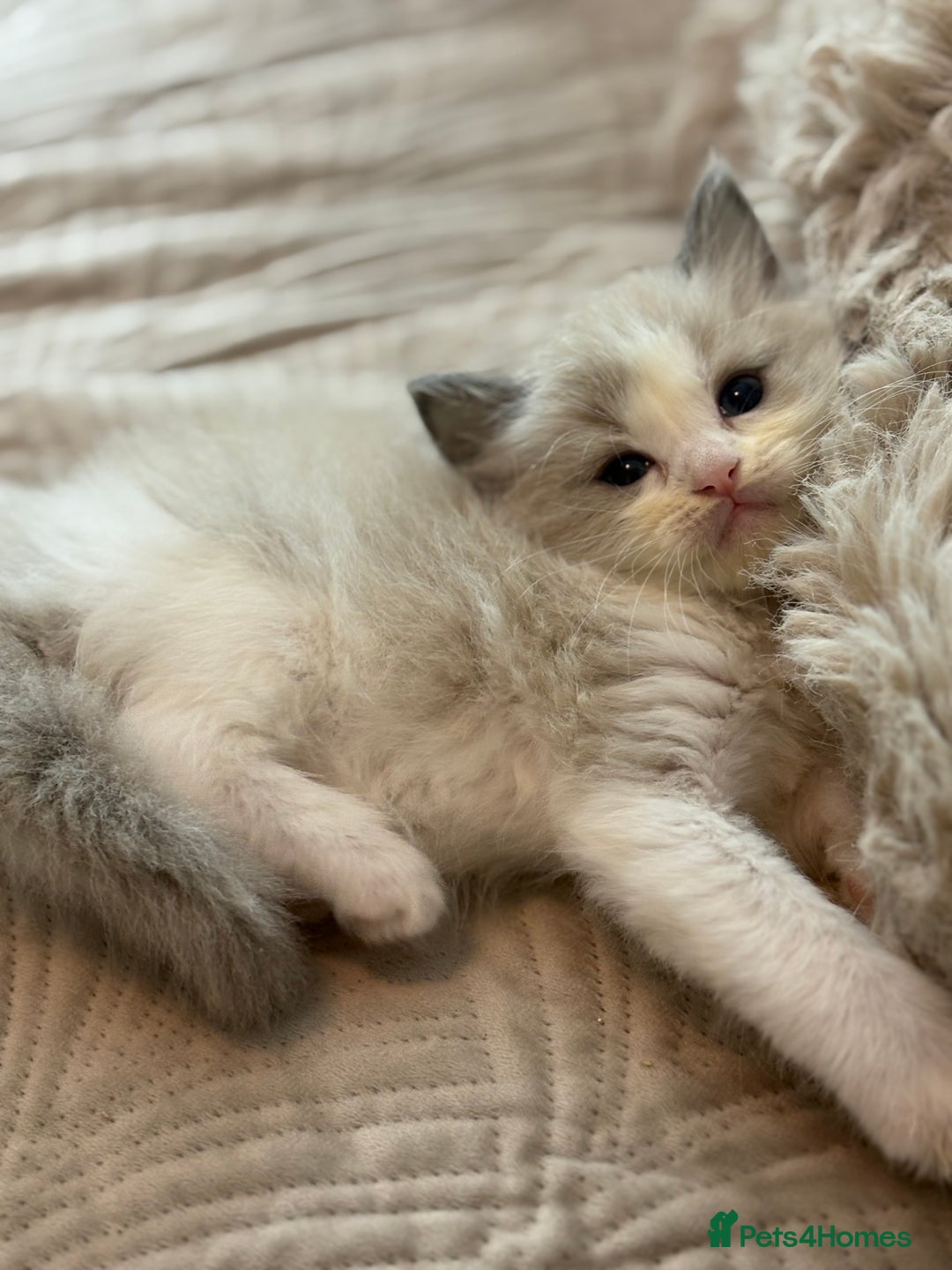 Ragdoll cats for sale: Full pedigreed ragdoll kittens  - Advert 6