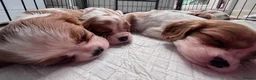 Cavalier King Charles Spaniel dogs for sale: Cavalier king charles boys and girls - Advert 2