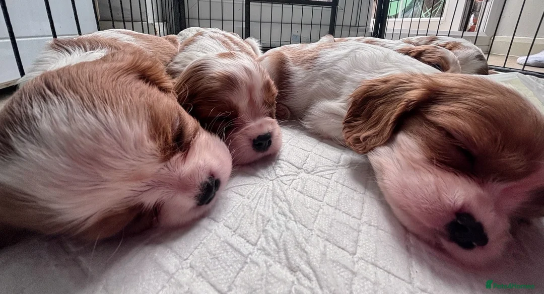 Cavalier King Charles Spaniel dogs for sale: Cavalier king charles boys and girls - Advert 2