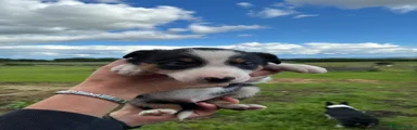 Border Collie 5