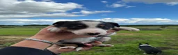 Border Collie dogs for sale: Border collie puppies  in Pickering - Advert 5