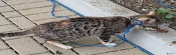 Bengal cats for sale: Bengal kitten  in Biggleswade - Advert 2