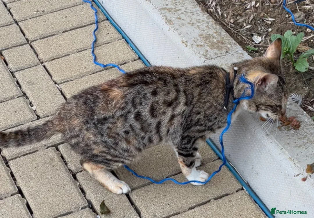 Bengal cats for sale: Bengal kitten  in Biggleswade - Advert 2