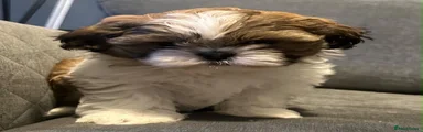 Shih Tzu 4