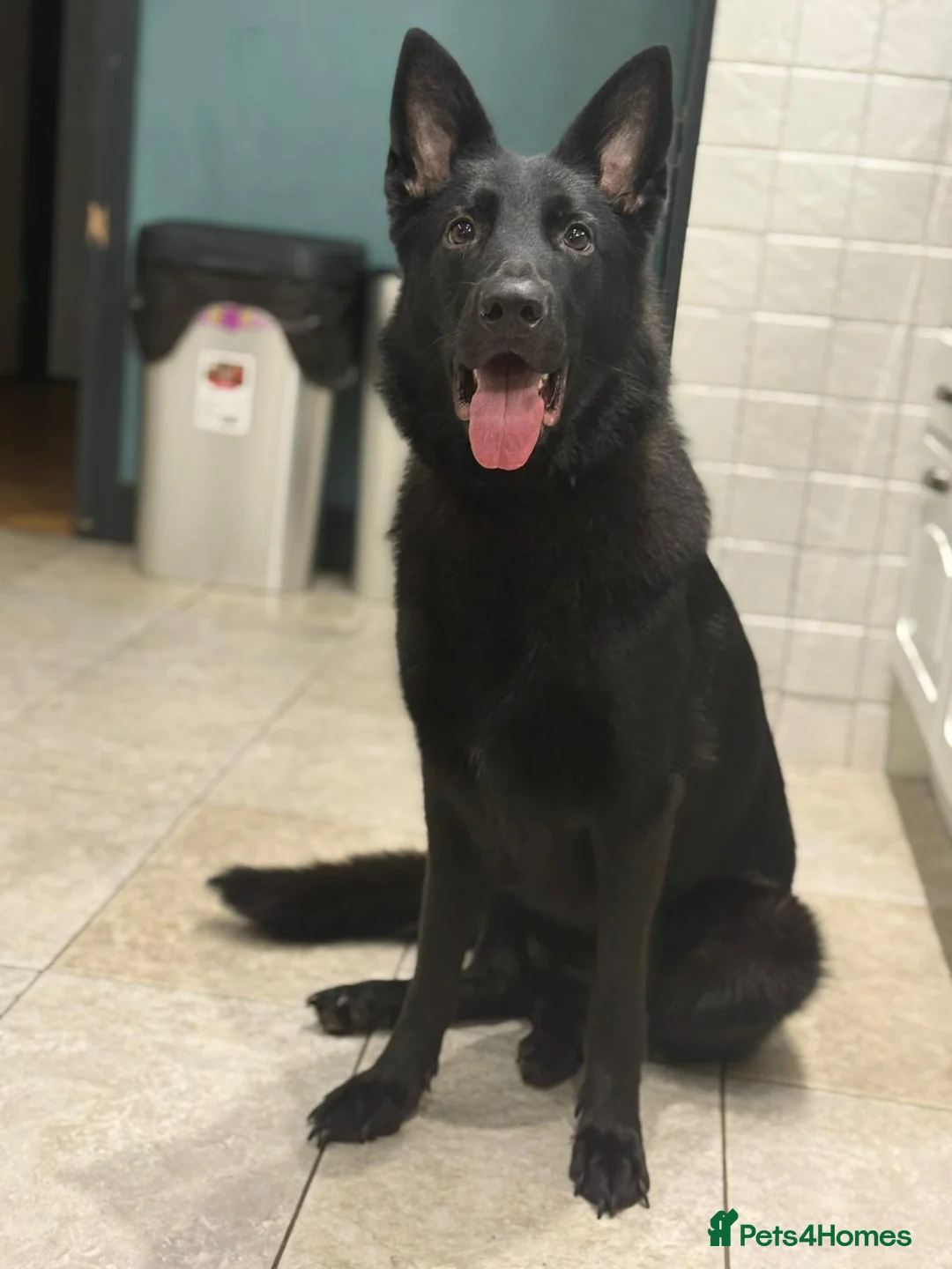 Mixed Breed dogs for sale: Akita x German shepherd chunky puppies - Advert 8