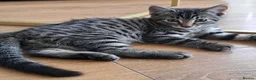 Russian Blue cats for sale: 🐾 Stunning 9 weeks Russian Blue X Tabby Kittens - Advert 21