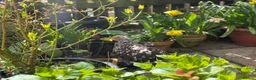 Chickens poultry for sale: Hatching eggs Pekin bantam & silkie  - Advert 7