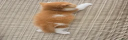 British Shorthair cats for sale: Stunning British Shorthair Kittens  - Advert 6