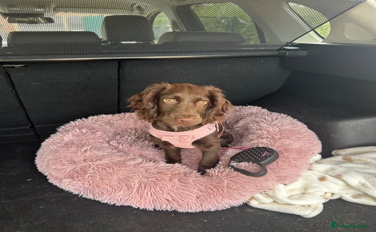 Cocker Spaniel dogs 5 month old female cocker spaniel - Advert 5