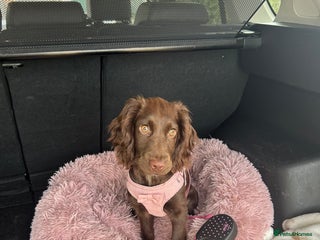 Cocker Spaniel dogs 5 month old female cocker spaniel - Advert 2