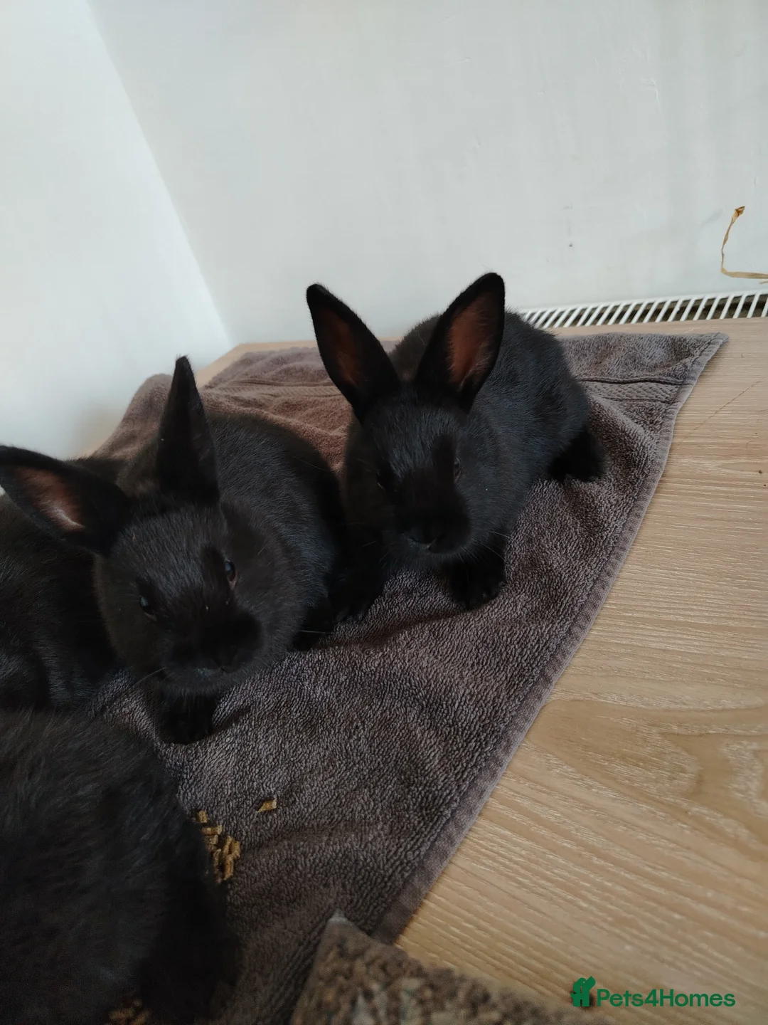 Rex rabbits for sale: Californian x Rex Litter - Advert 2