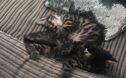Brazilian Shorthair cats for sale: Loving 4-Month-Old Kitten Looking for Forever Home - Image 2