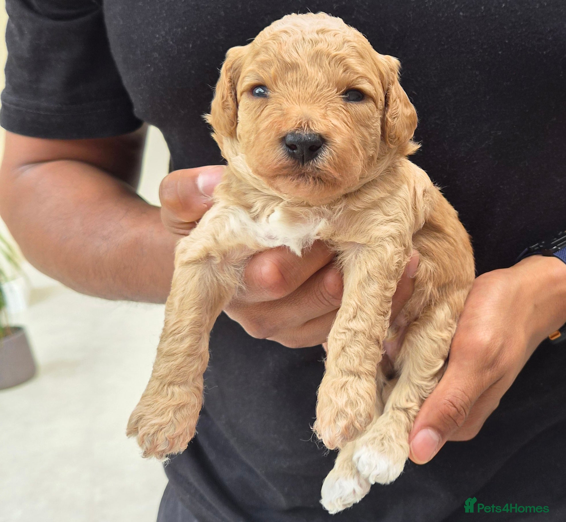 Mixed Breed dogs 💕10 Adorable Bichon-Maltipoo Puppies, bred by vet - Advert 2