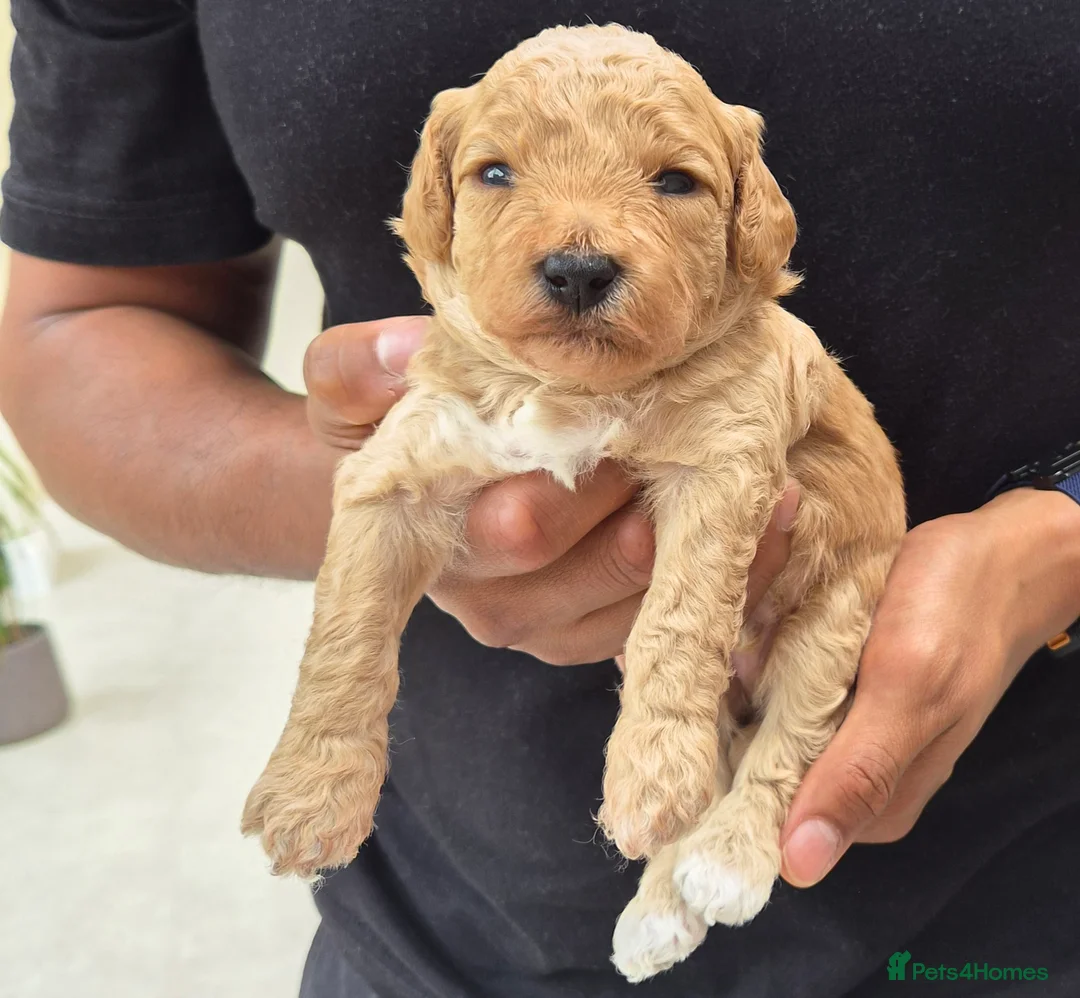 Mixed Breed dogs for sale: 💕10 Adorable Bichon-Maltipoo Puppies, bred by vet - Advert 2