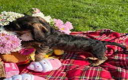 Dachshund dogs for sale: Standard Wire Haired Dachshunds - Image 29