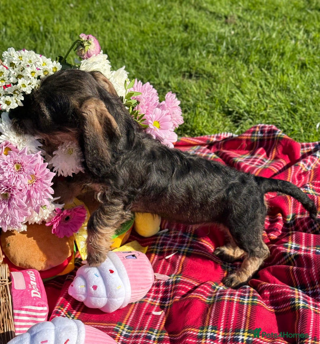 Dachshund dogs for sale: Standard Wire Haired Dachshunds - Image 29
