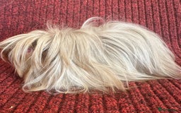 Guinea Pig rodents for sale: Peruvian satin boar  - Image 1