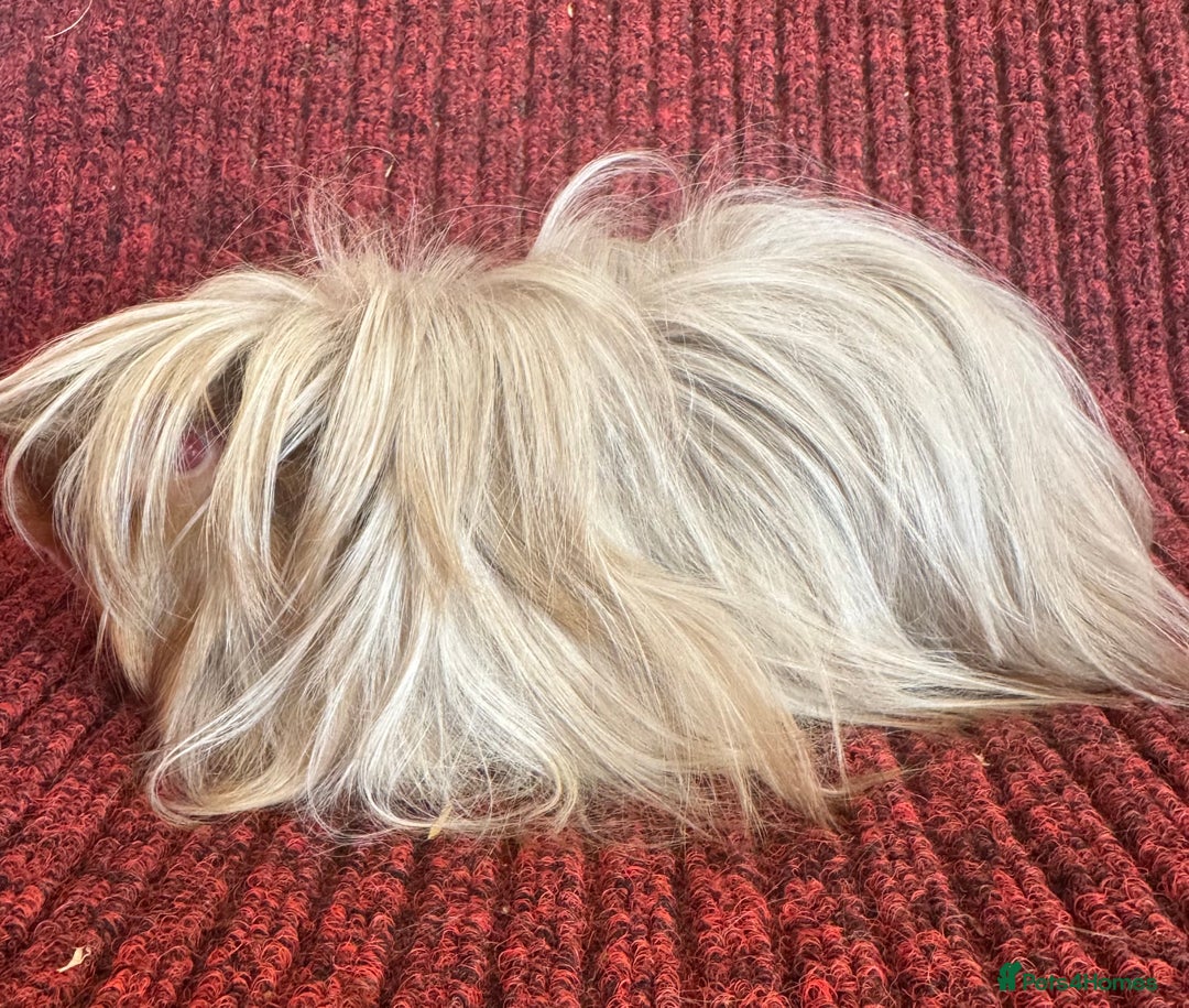 Guinea Pig rodents for sale: Peruvian satin boar  - Image 1