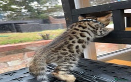 Bengal cats for sale: ❤️ PURE BENGAL KITTENS FOR RESERVATION! ❤️ in Birmingham - Image 23