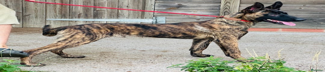 Belgian Shepherd Dog Puppy 2