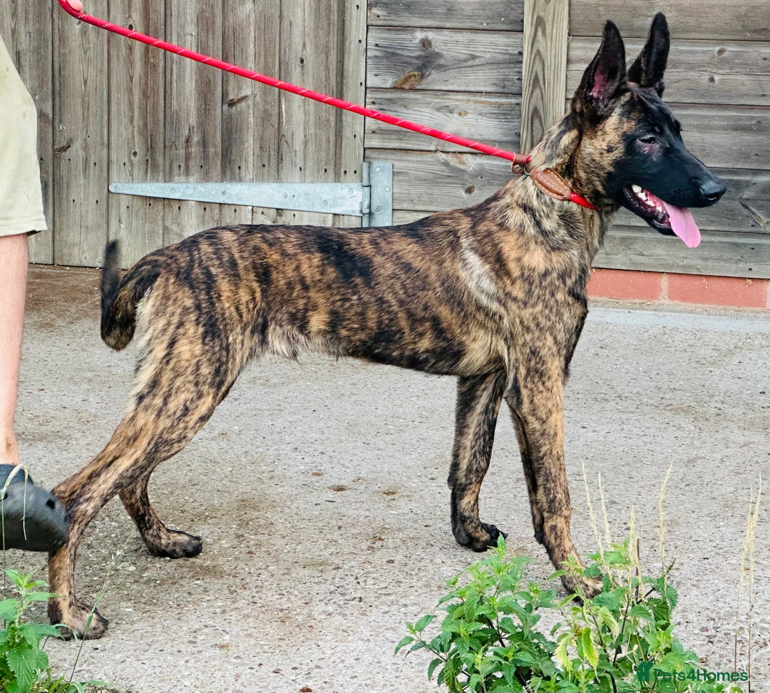 Belgian Shepherd Dog dogs for sale: Belgian Malinois / Dutch Herder  - Image 28