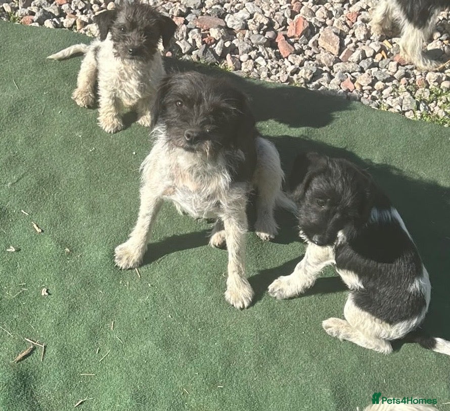 Mixed Breed dogs Stunning mixed litter of puppies  - Advert 2