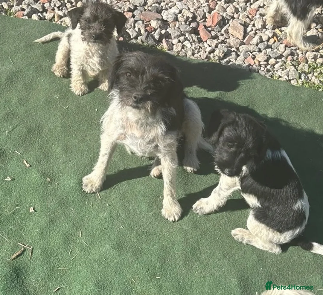 Mixed Breed dogs for sale: Stunning mixed litter of puppies  in Nottingham - Advert 1