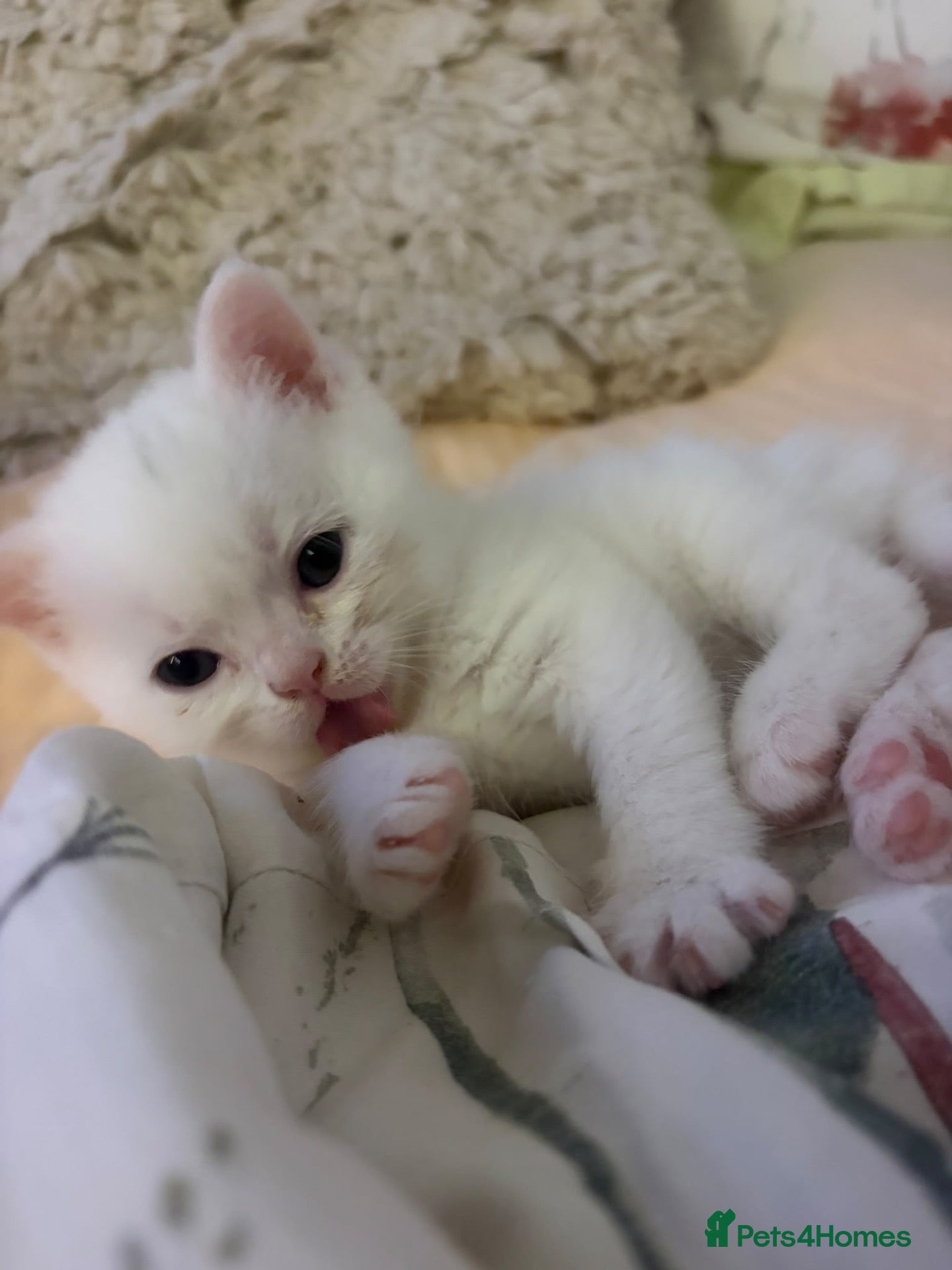 Mixed Breed cats Meet our three gorgeous half-Persian sisters  - Advert 18