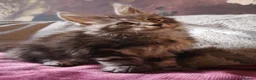 Maine Coon cats for sale: TICA/ POLY/ HEALTH CHECKED Maine Coons - Advert 8