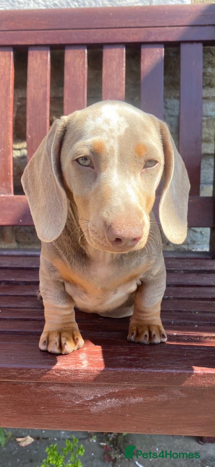 Dachshund dogs 1 boy 20 weeks old Merl daschund - Advert 8