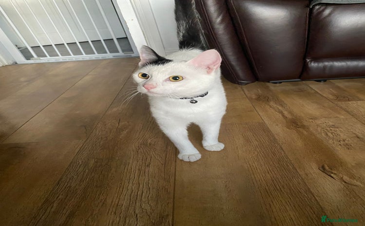 Mixed Breed cats - Advert 7